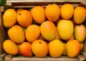 Original Devgad Alphonso (Hapus) Mangoes